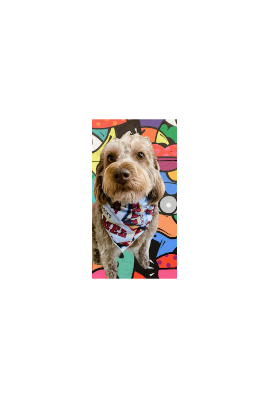 Caramel Wafer Dog Bandana