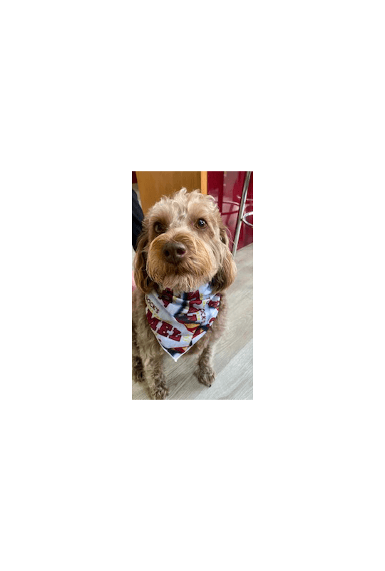 Caramel Wafer Dog Bandana